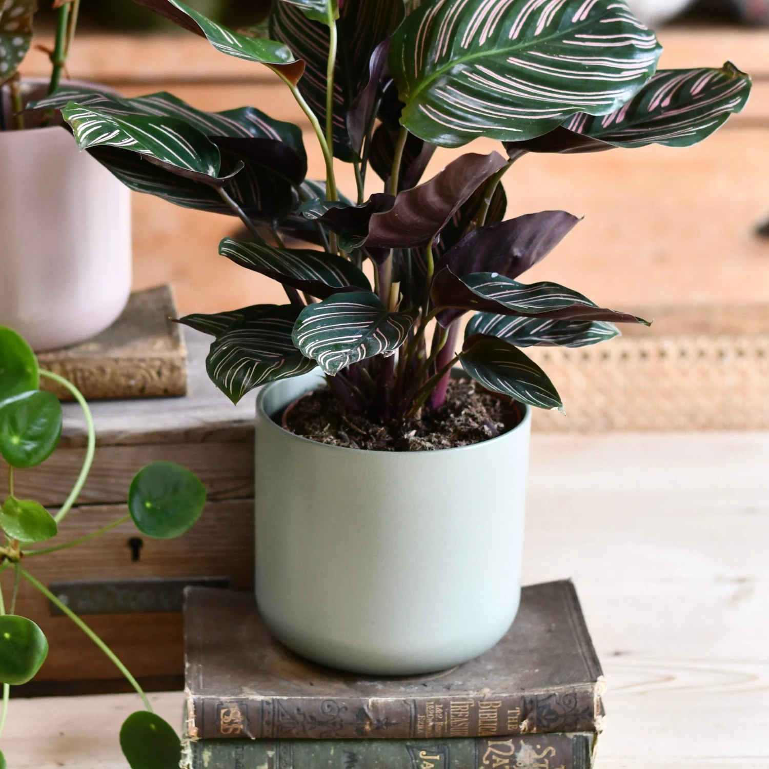 Lisbon Designer Planter Sage Green 13cm 2 Lisbon Designer Planter Sage Green 13cm - Image 2