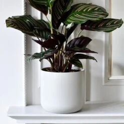 Lisbon Designer Planter Light Grey 18cm -Happy House Plants Sale Store DSC 2519 068e7989 5fc7 4031 ba8f b992c07ce8f1