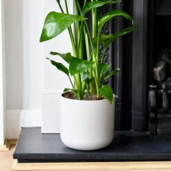 Lisbon Designer Planter Light Grey 15cm -Happy House Plants Sale Store DSC 2523 8d0e7b5c 7e14 46f2 af0d f2d144cf2570