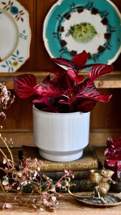 Large Blood Leaf Plant (Iresine Herbstii, Chicken-Gizzard, Beefsteak Plant) 7 Large Blood Leaf Plant (Iresine Herbstii, Chicken-Gizzard, Beefsteak Plant) -Happy House Plants Sale Store DSC 2541