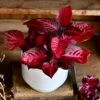 Large Blood Leaf Plant (Iresine Herbstii, Chicken-Gizzard, Beefsteak Plant)