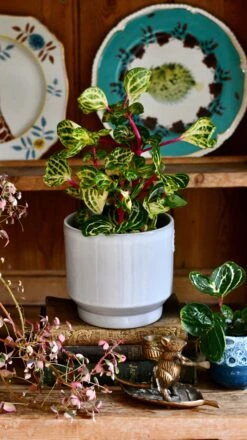 Large Iresine Herbstii Funnygold 7 Large Iresine Herbstii Funnygold -Happy House Plants Sale Store DSC 2551