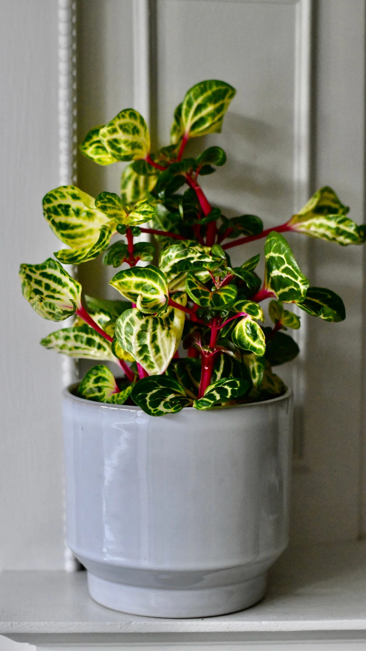 Large Iresine Herbstii Funnygold 1 Large Iresine Herbstii Funnygold