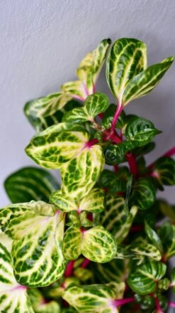 Large Iresine Herbstii Funnygold 6 Large Iresine Herbstii Funnygold -Happy House Plants Sale Store DSC 2571