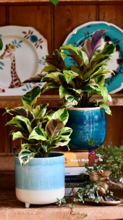 Calathea Yellow Fusion -Happy House Plants Sale Store DSC 2583