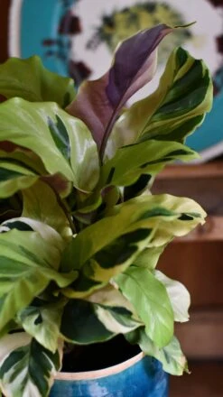 Calathea Yellow Fusion -Happy House Plants Sale Store DSC 2589