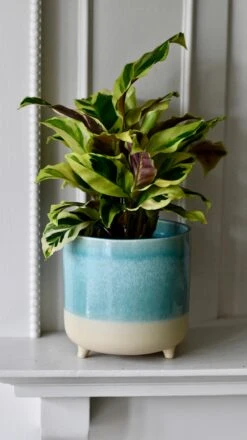 3 Leg Ceramic Reactive Glaze Indoor Plant Pot Mint Aqua (9cm Pot) -Happy House Plants Sale Store DSC 2600 d2c19449 94ef 44d7 b068 71bdfce00071