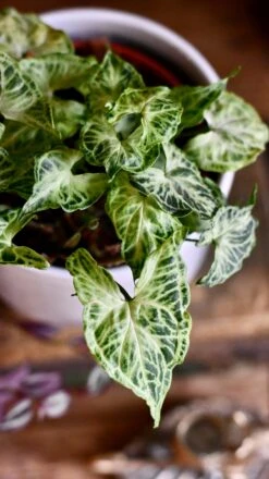 Syngonium Podophyllum 'Batik' -Happy House Plants Sale Store DSC 2608