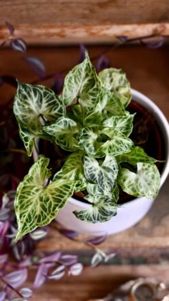 Syngonium Podophyllum 'Batik' -Happy House Plants Sale Store DSC 2610