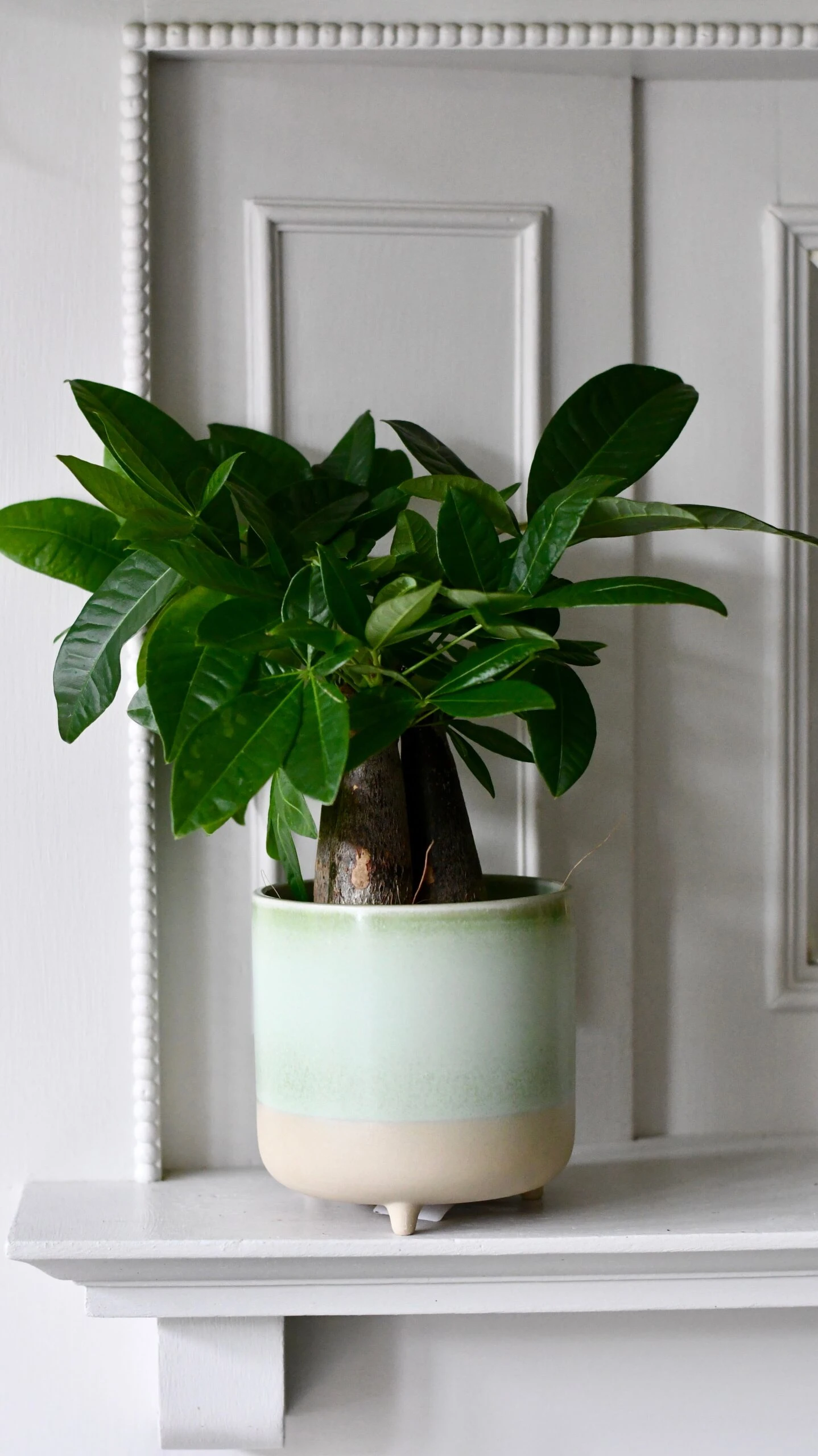 Mini Money Tree (Fortune Tree Or Pachira Aquatica) 3 Mini Money Tree (Fortune Tree Or Pachira Aquatica) - Image 3