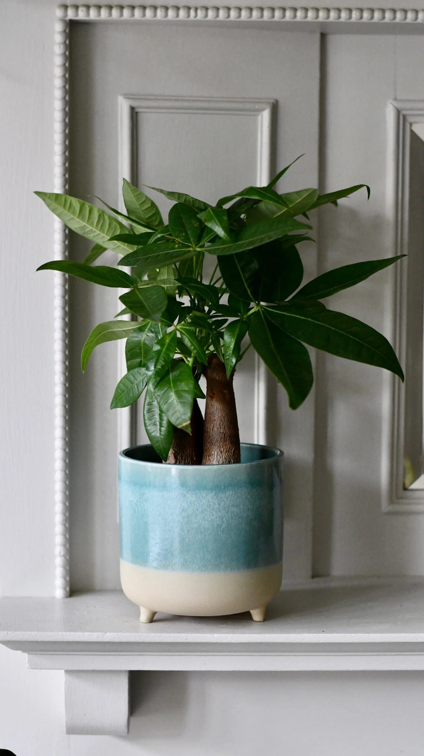 Mini Money Tree (Fortune Tree Or Pachira Aquatica) 2 Mini Money Tree (Fortune Tree Or Pachira Aquatica) - Image 2