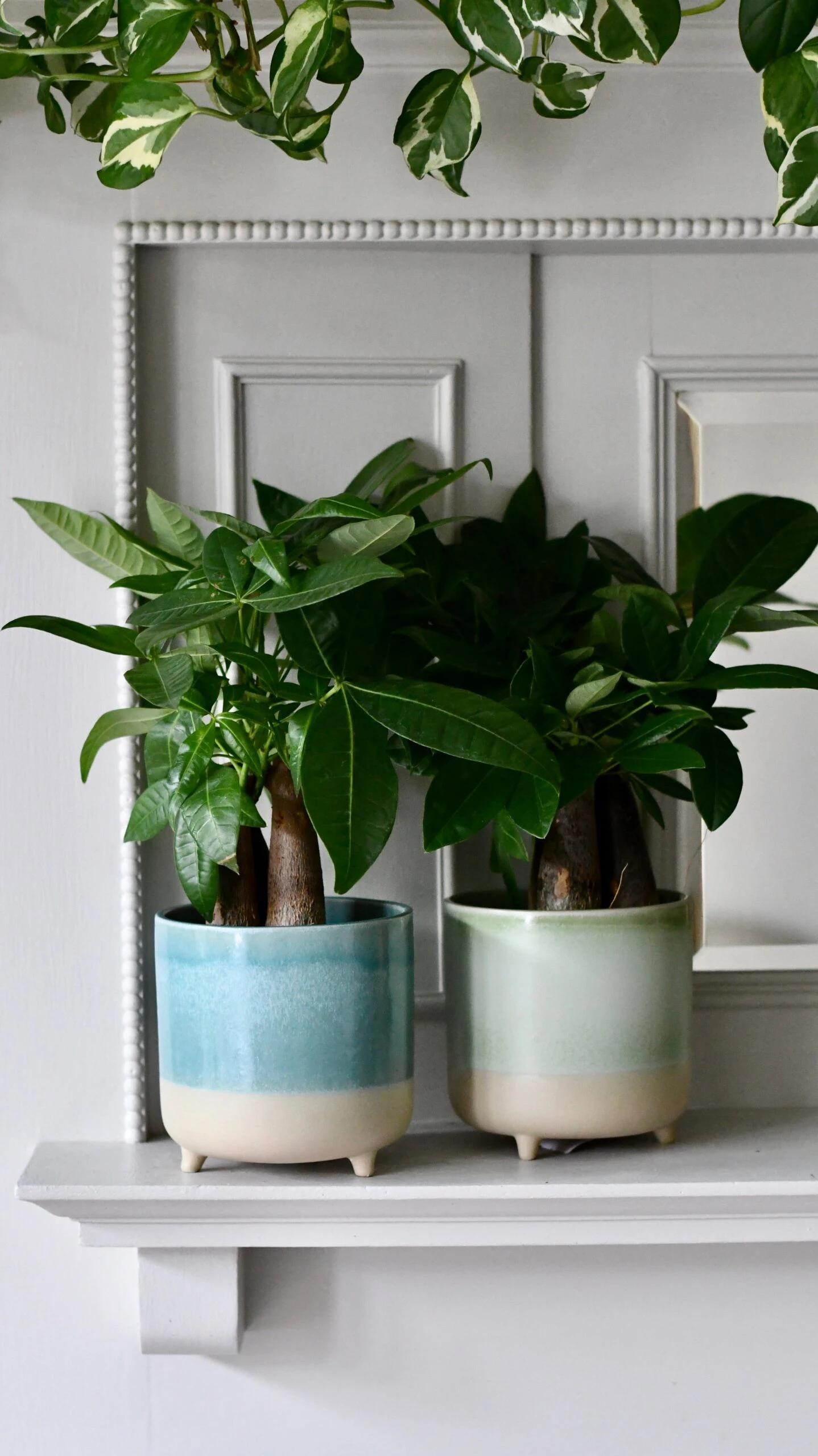 Mini Money Tree (Fortune Tree Or Pachira Aquatica) 1 Mini Money Tree (Fortune Tree Or Pachira Aquatica)