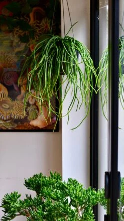 Moonlight Cactus Or Selenicereus Wercklei -Happy House Plants Sale Store DSC 2645