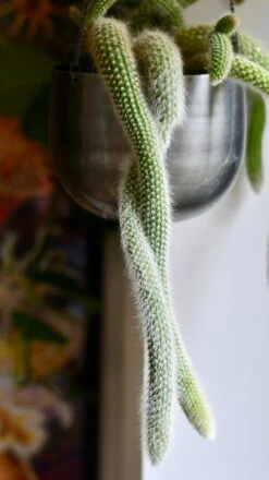 Hildenwintera Colademononis Or Monkey Tail Cactus, 9 Hildenwintera Colademononis Or Monkey Tail Cactus, -Happy House Plants Sale Store DSC 2665