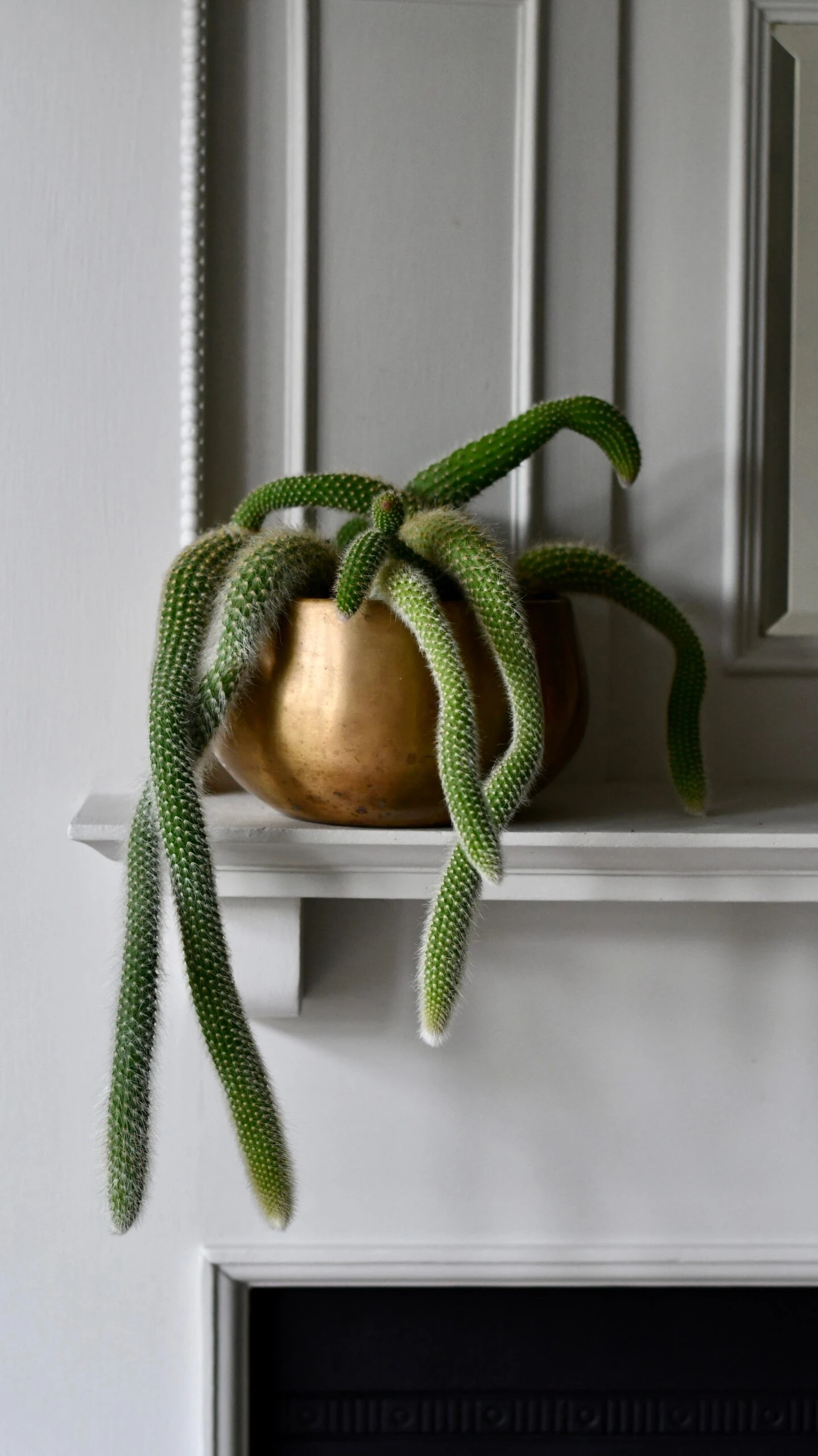 Hildenwintera Colademononis Or Monkey Tail Cactus, 2 Hildenwintera Colademononis Or Monkey Tail Cactus, - Image 2