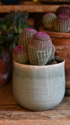 Echinocereus Rigidissimus Rubrispinus (rainbow Hedgehog Cactus) 6 Echinocereus Rigidissimus Rubrispinus (rainbow Hedgehog Cactus) -Happy House Plants Sale Store DSC 2686