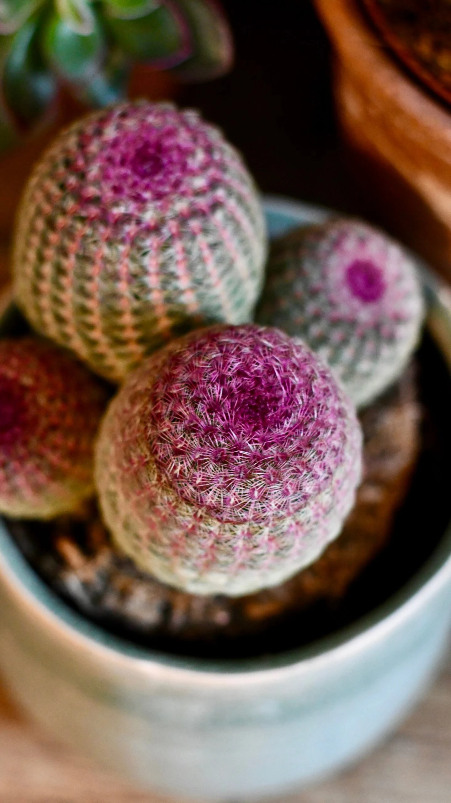 Echinocereus Rigidissimus Rubrispinus (rainbow Hedgehog Cactus) 4 Echinocereus Rigidissimus Rubrispinus (rainbow Hedgehog Cactus) - Image 4