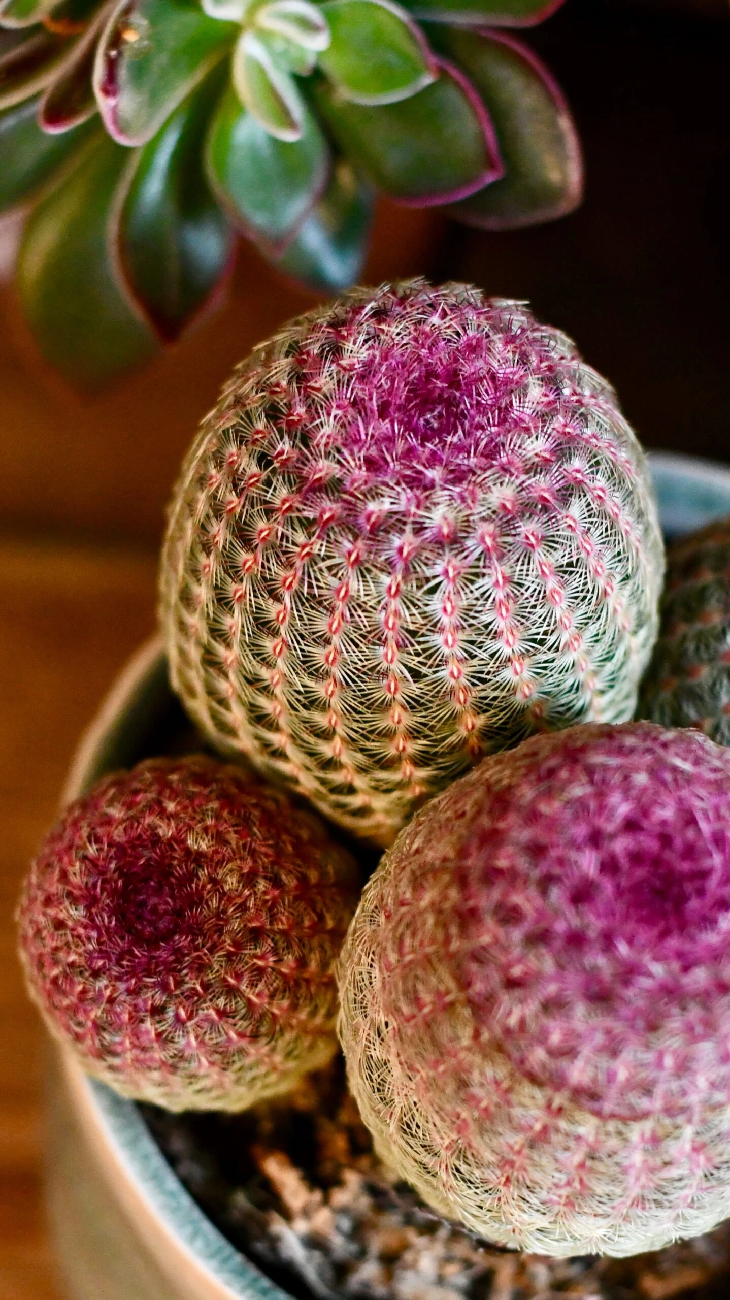 Echinocereus Rigidissimus Rubrispinus (rainbow Hedgehog Cactus) 3 Echinocereus Rigidissimus Rubrispinus (rainbow Hedgehog Cactus) - Image 3