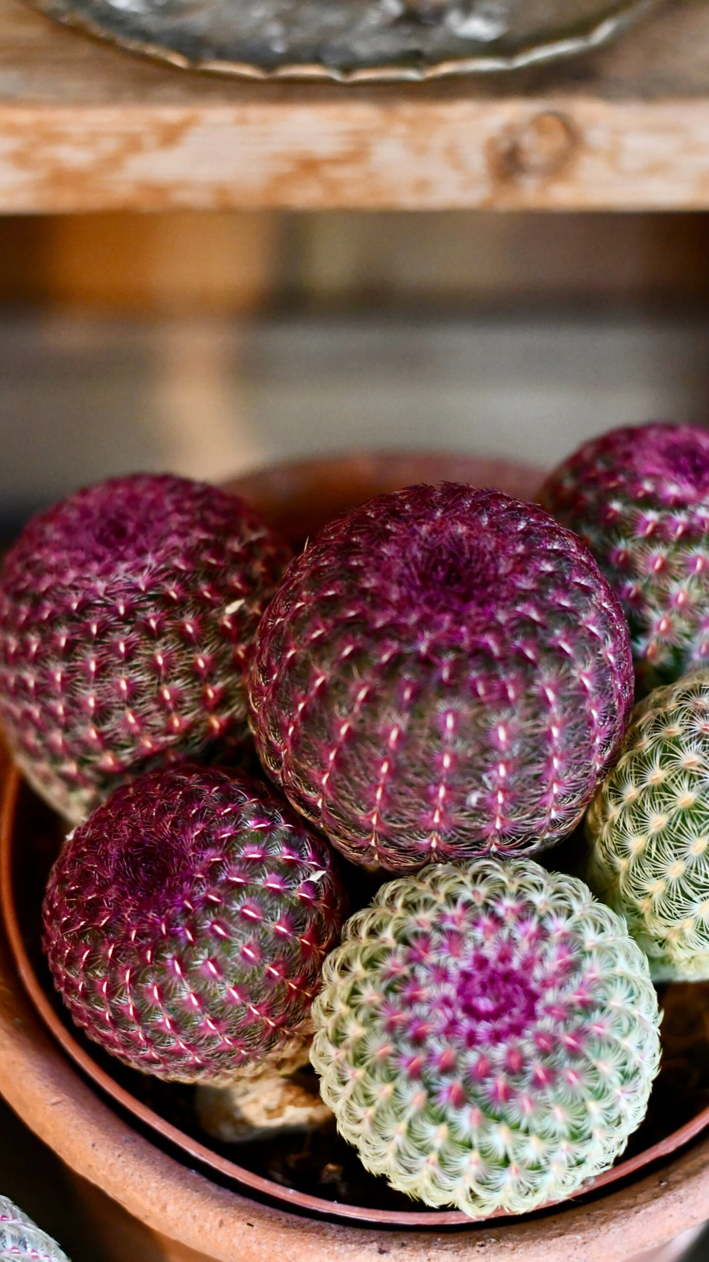 Echinocereus Rigidissimus Rubrispinus (rainbow Hedgehog Cactus) 5 Echinocereus Rigidissimus Rubrispinus (rainbow Hedgehog Cactus) - Image 5