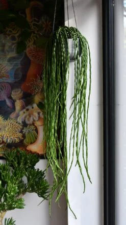 Rhipsalis Paradoxa, The Chain Cactus 6 Rhipsalis Paradoxa, The Chain Cactus -Happy House Plants Sale Store DSC 2748