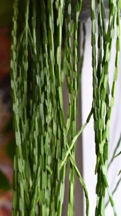 Rhipsalis Paradoxa, The Chain Cactus 7 Rhipsalis Paradoxa, The Chain Cactus -Happy House Plants Sale Store DSC 2758