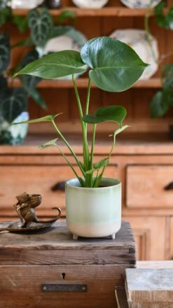 Mini Monstera Deliciosa (Swiss Cheese Plant) -Happy House Plants Sale Store DSC 2801