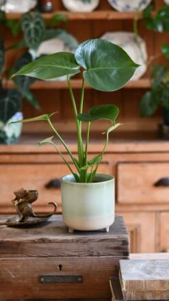 Mini Monstera Deliciosa (Swiss Cheese Plant) -Happy House Plants Sale Store DSC 2804