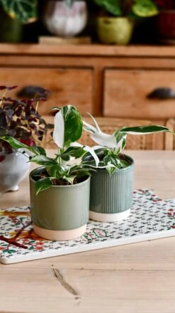 Philodendron White Knight -Happy House Plants Sale Store DSC 2857