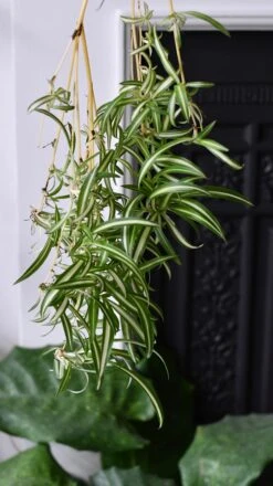 Large Chlorophytum Comosum, Spider Plant -Happy House Plants Sale Store DSC 2879