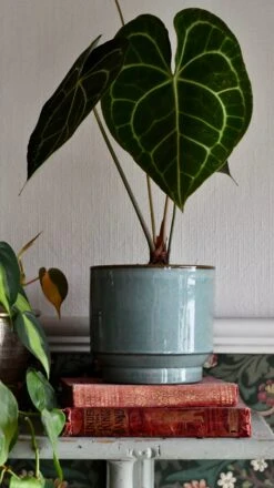 Aqua Premium Glaze Planter (14cm Indoor Plant Pot) -Happy House Plants Sale Store DSC 2905