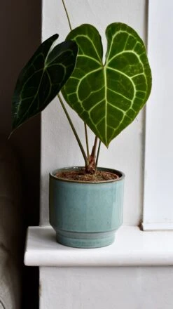 Aqua Premium Glaze Planter (14cm Indoor Plant Pot) -Happy House Plants Sale Store DSC 2909