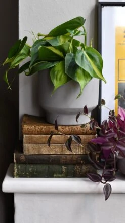 Cement Matt Planter 15cm 6 Cement Matt Planter 15cm -Happy House Plants Sale Store DSC 2917