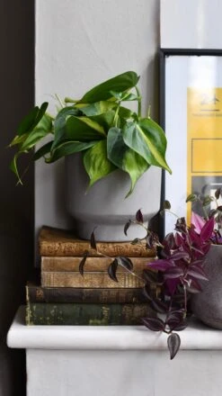 Cement Matt Planter 15cm 7 Cement Matt Planter 15cm -Happy House Plants Sale Store DSC 2919