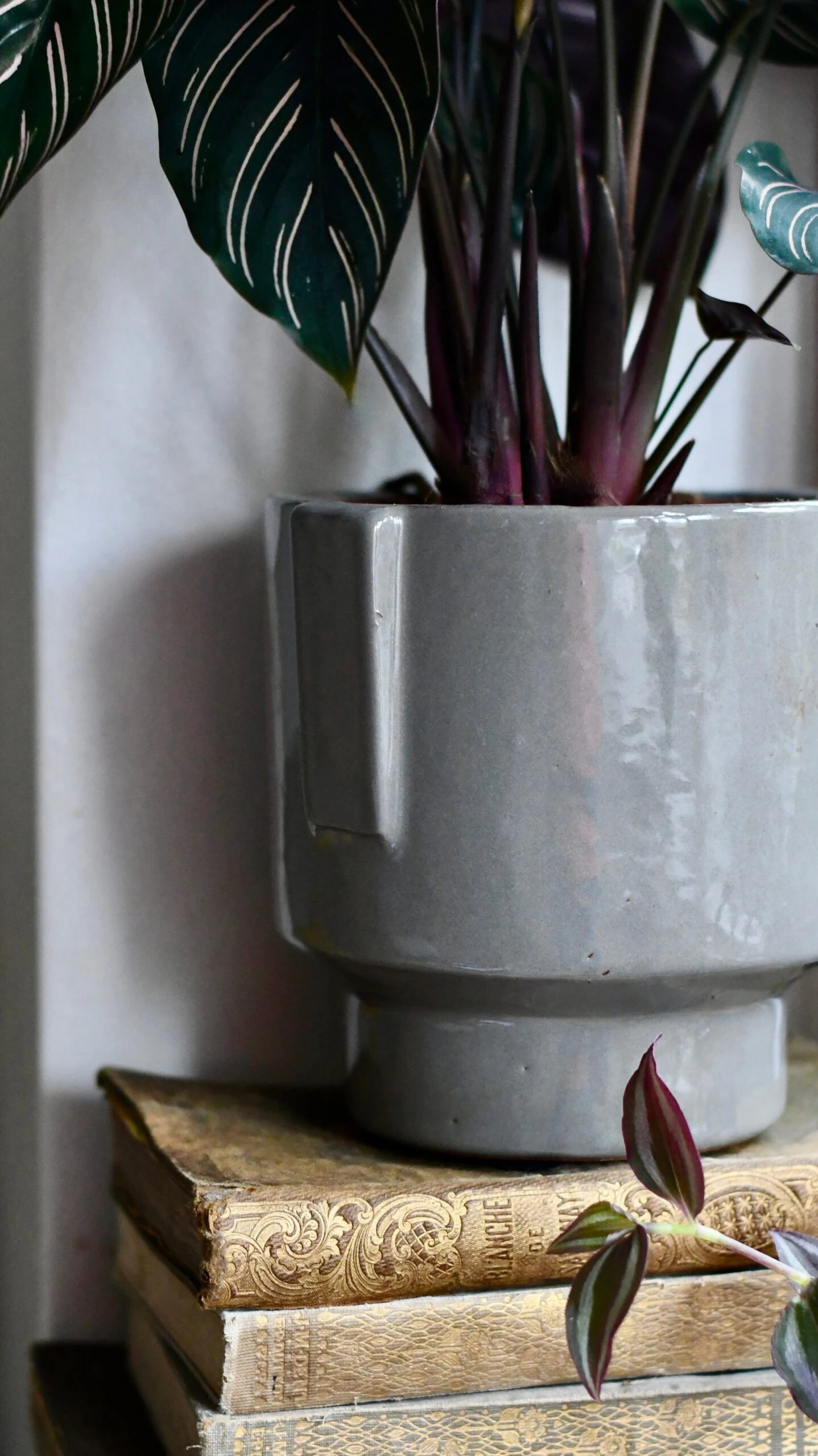 Aries Grey Premium Glaze Handle Planter (14cm Indoor Plant Pot) 2 Aries Grey Premium Glaze Handle Planter (14cm Indoor Plant Pot) - Image 2