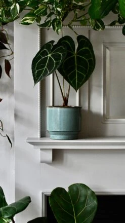 Aqua Premium Glaze Planter (14cm Indoor Plant Pot) -Happy House Plants Sale Store DSC 2949