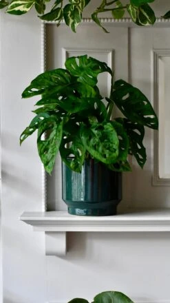 Forest Green Premium Glaze Planter (14cm Indoor Plant Pot) -Happy House Plants Sale Store DSC 2959