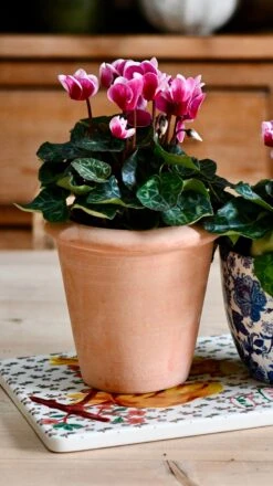 Terracotta Indoor Plant Pots 11cm -Happy House Plants Sale Store DSC 2972 e4cd4503 26a3 4802 b024 f59b5ab728b9