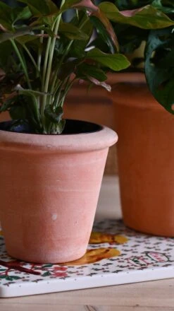 Terracotta Indoor Plant Pot 15cm 7 Terracotta Indoor Plant Pot 15cm -Happy House Plants Sale Store DSC 2992 88ab1821 43f5 461b a05c 9c5ed57ea832