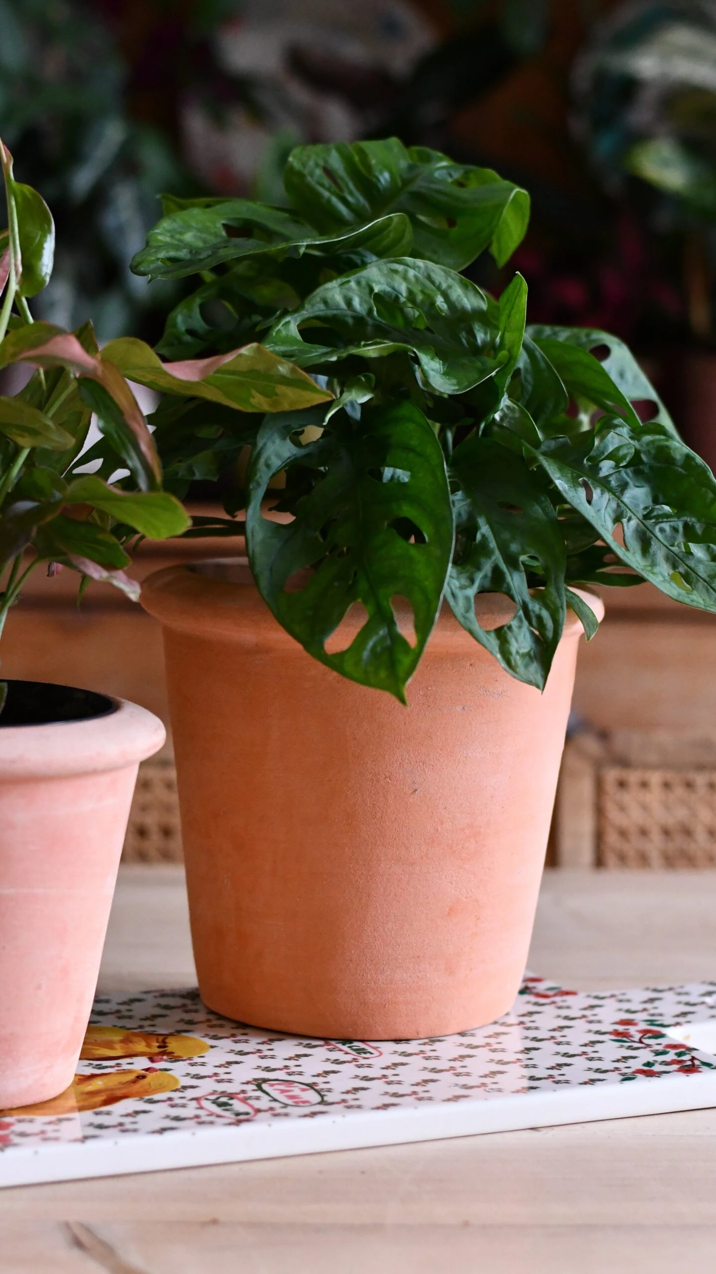 Terracotta Indoor Plant Pot 15cm 2 Terracotta Indoor Plant Pot 15cm - Image 2