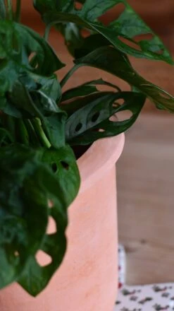 Terracotta Indoor Plant Pot 15cm 6 Terracotta Indoor Plant Pot 15cm -Happy House Plants Sale Store DSC 3007