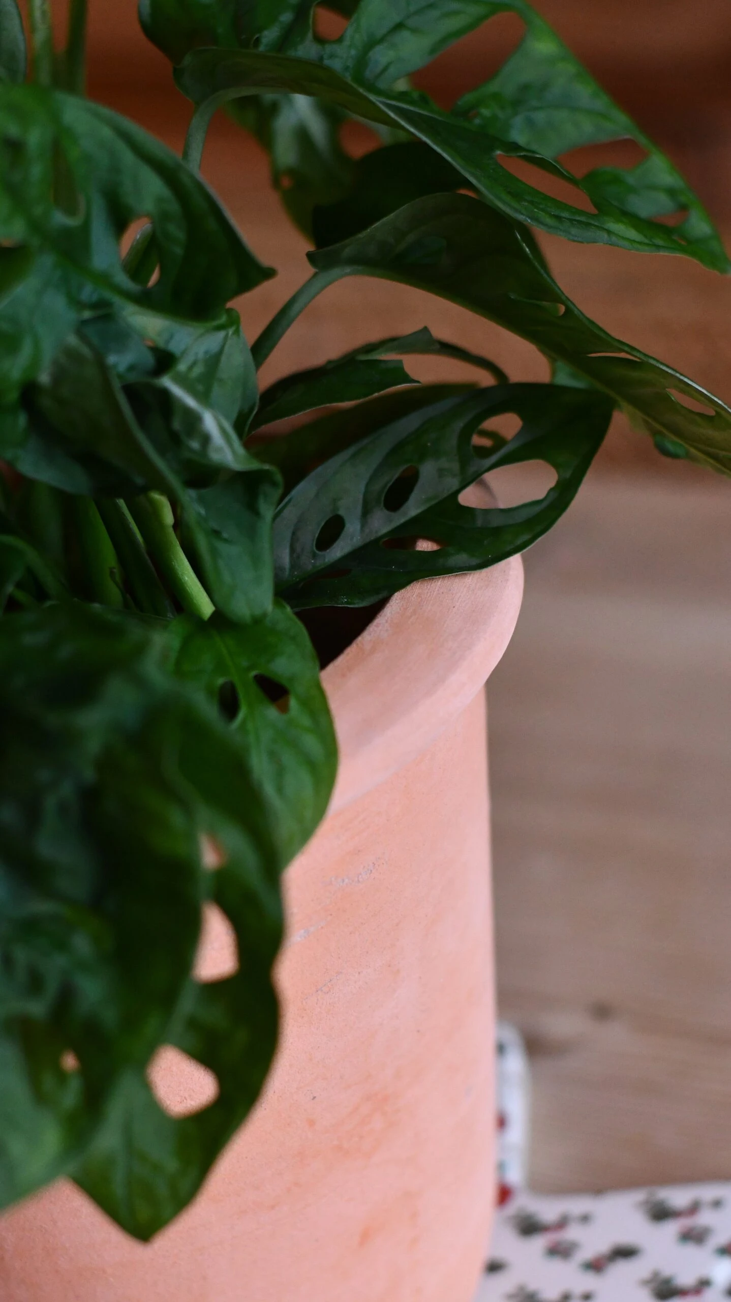 Terracotta Indoor Plant Pot 15cm 3 Terracotta Indoor Plant Pot 15cm - Image 3