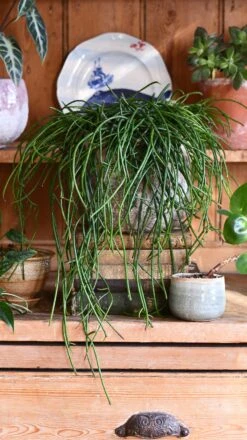 Rhipsalis Floccosa -Happy House Plants Sale Store DSC 3027