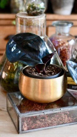 Geogenanthus Ciliatus Midnight Pearl -Happy House Plants Sale Store DSC 3084