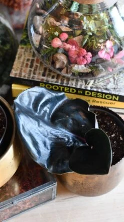 Happy House Plants Sale Store -Happy House Plants Sale Store DSC 3086