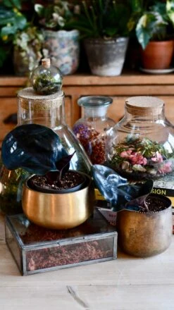 Geogenanthus Ciliatus Midnight Pearl -Happy House Plants Sale Store DSC 3098