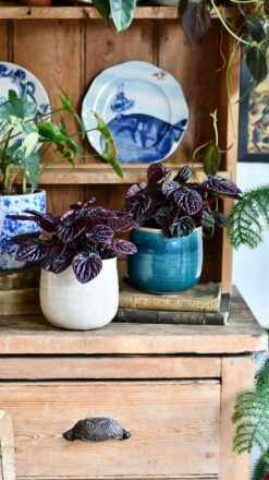 Peperomia Caperata Red Luna -Happy House Plants Sale Store DSC 3235