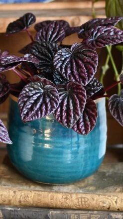 Peperomia Caperata Red Luna -Happy House Plants Sale Store DSC 3238