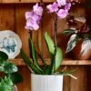 Pink Phalaenopsis Orchid And Vibes Pot