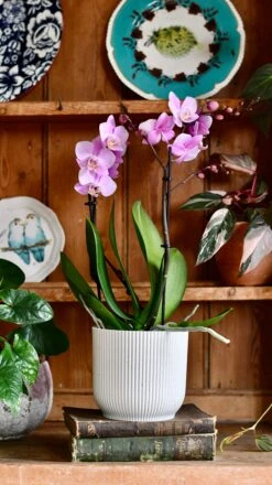 Pink Phalaenopsis Orchid And Vibes Pot
