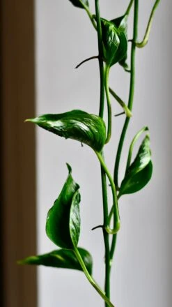 Epipremnum Aureum Shangri La, Javelin Or Sleeping Pothos -Happy House Plants Sale Store DSC 3903